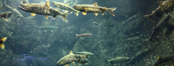 Salmon hometown Chitose aquarium is one of 水族館.