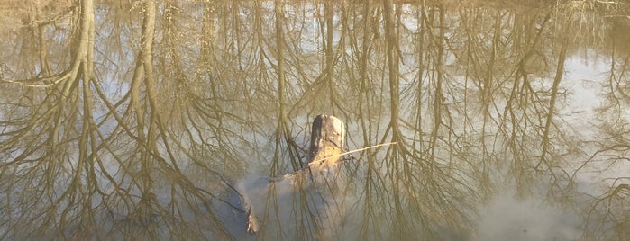 Forest Park-PFC Lawrence Strack Memorial Pond is one of Lugares favoritos de Sasha.