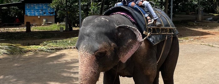 Elephant Camp is one of India 🇮🇳 & Sri Lanka 🇱🇰.