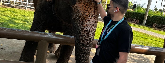 Elephant Ride Bali Zoo Park is one of Endonezya Bali.