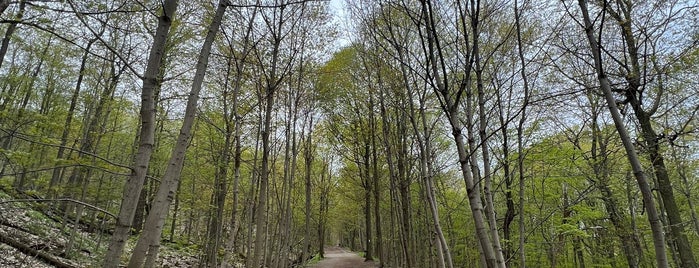 Chedoke Stairs is one of Outdoors.