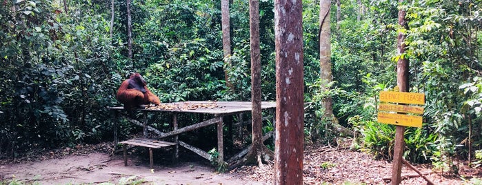 Tanjung Puting National Park is one of Southeast Asia.