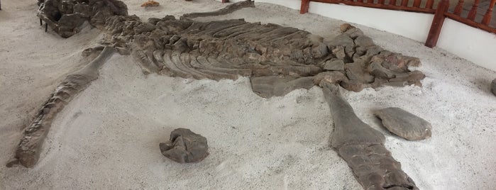museo paleontologico is one of Locais curtidos por Carl.