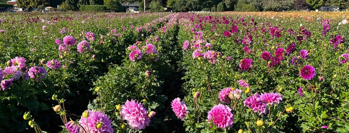 Swan Island Dahlias is one of Portland.