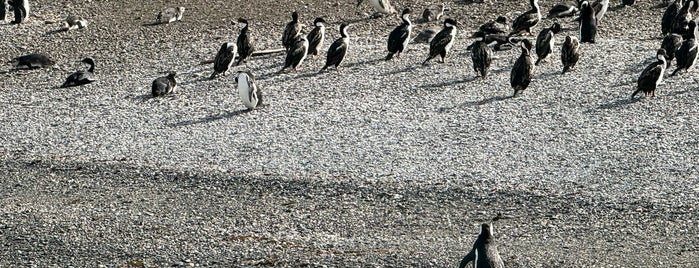 Penguin Colony is one of Аргентина.