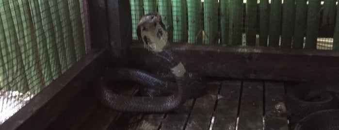 Snake Farm Young Cobra is one of (Temp) My Thailand.