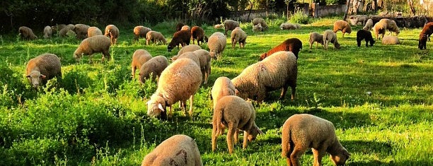 Montemor-o-Novo is one of Cities in Portugal and Galicia.