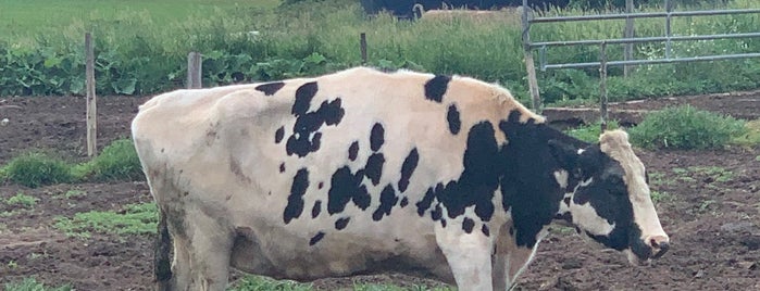 Flayvors of Cook Farm is one of Western Mass Ice Cream.