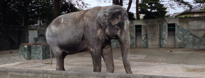 Asian Elephant is one of ぎゅ↪︎ん 🐾🦁'ın Beğendiği Mekanlar.