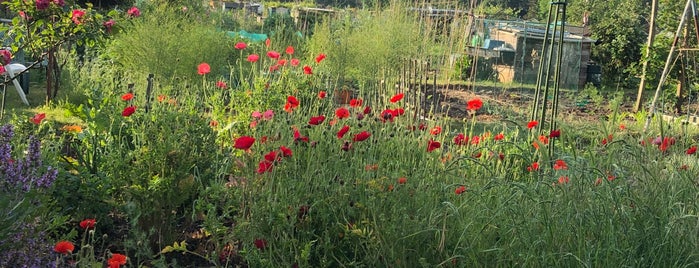 Bishop's Park Allotments is one of Must-visit Great Outdoors in London.
