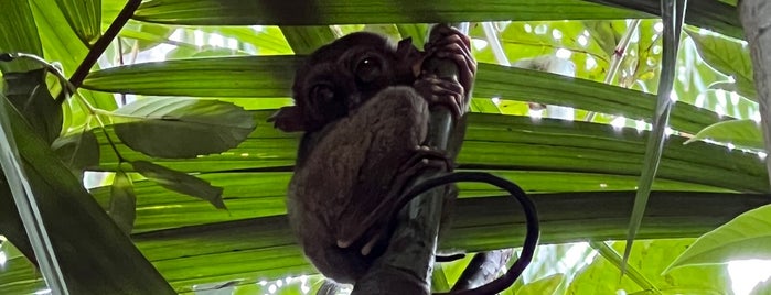 The Philippine Tarsier Conservatory is one of Philippines:Palawan/Puerto/El Nido.