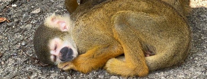 Squirrel Monkey Forest is one of 🍴🍝.