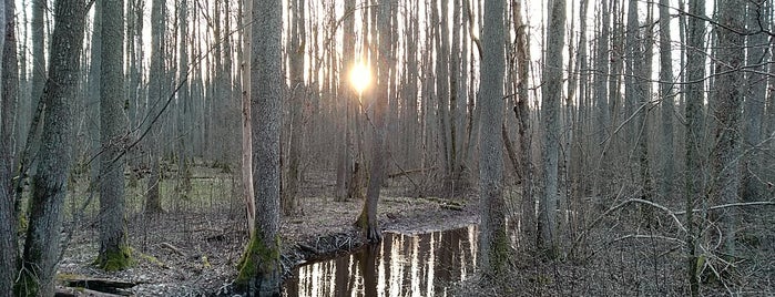 The Black Alder Swamp Walk is one of Latvijas piedzīvojumi Lielajā Baltijas apceļošanā.