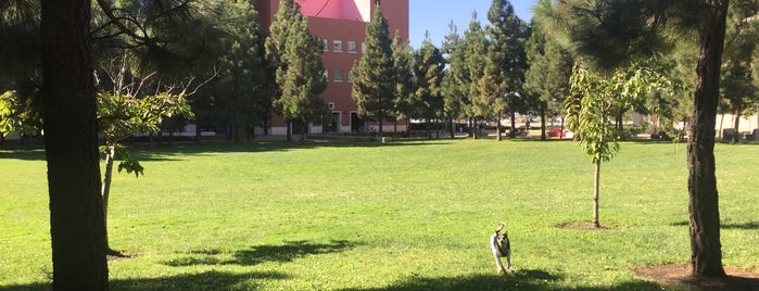 UCSF Mission Bay - Koret Quad is one of DOG FRIENDLY SF.