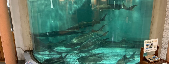 美深町チョウザメ館 is one of 日本の水族館 Aquariums in Japan.