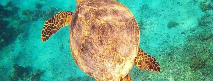 Turtle Point Dive Site is one of World TOUR 🌏.