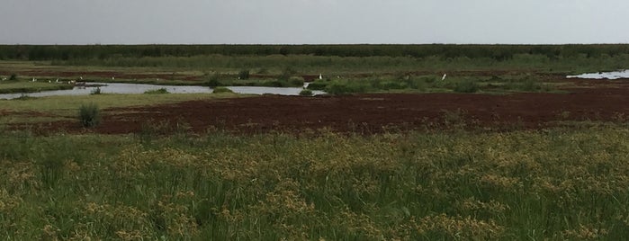 Hippo Pool is one of Ugur Kagan : понравившиеся места.