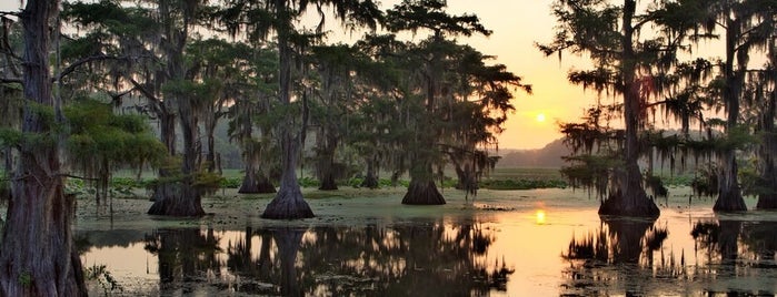 Caddo Lake is one of Locais salvos de Nichole.