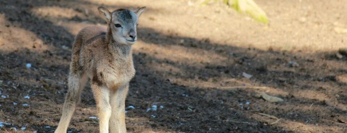 Zoo Malá Chuchle is one of Lucie : понравившиеся места.