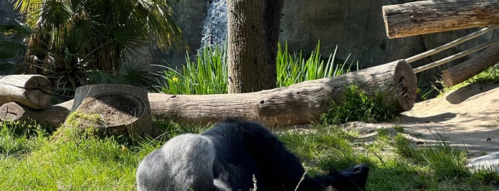 Gorilla Exhibit is one of San Diego Zoo.