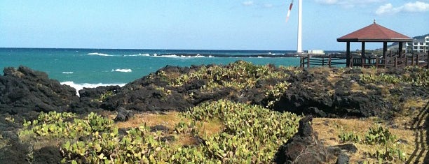 Wollyeong-ri Cactus Village is one of 7 Wonders of Nature: *JEJU Island*.