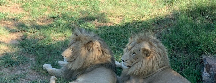 Lion And Safari Park is one of Posti che sono piaciuti a Mine.