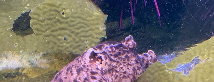 Cabrillo Marine Aquarium is one of South Bay Faves.