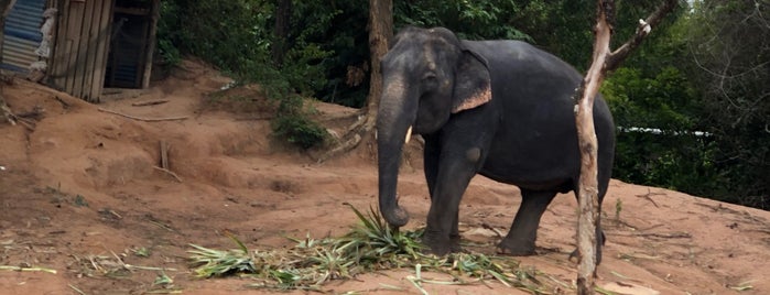 Elephants'camp แคมป์ช้างจอมเทียน is one of (Temp) My Thailand.