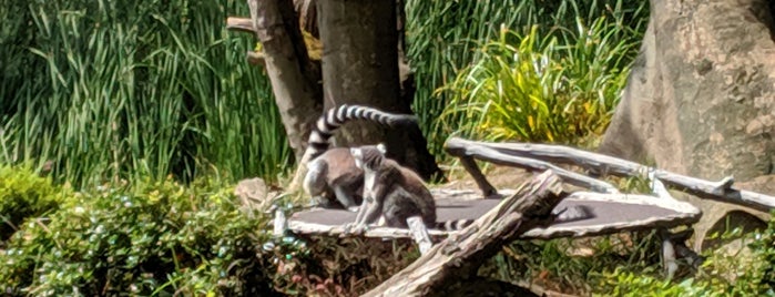 Red Ruffed Lemur is one of Lugares favoritos de Emylee.