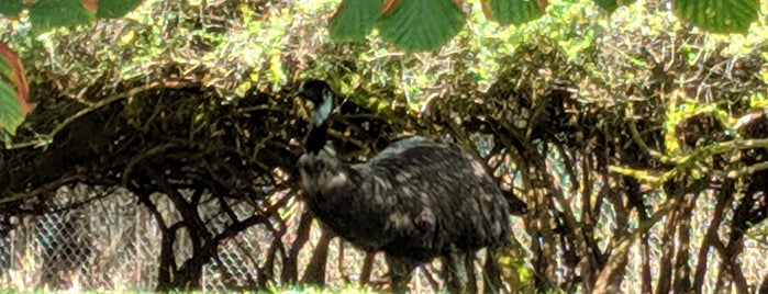 Emu Exhibit is one of Tempat yang Disukai Emylee.