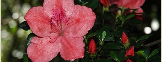 Sonoma Horticultural Nursery is one of Lugares guardados de cnelson.