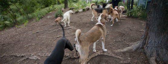 Hillside Dog Park is one of Best NYC Parks.