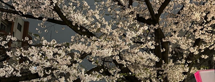 中目黒の桜 is one of ぱぶりっく.