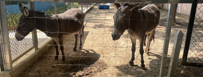 Camel Republic is one of Hua Hin.