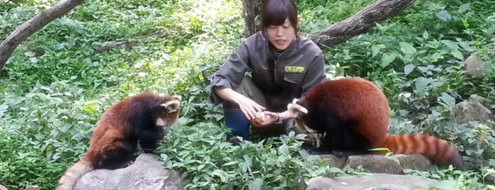 Red Panda is one of Tempat yang Disukai ぎゅ↪︎ん 🐾🦁.
