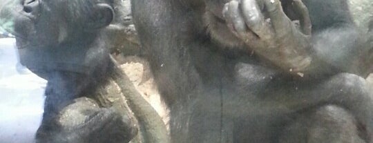 チンパンジー is one of Locais curtidos por ぎゅ↪︎ん 🐾🦁.