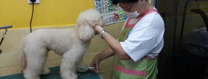 Jy Pet Saloon is one of Cheng's fav.