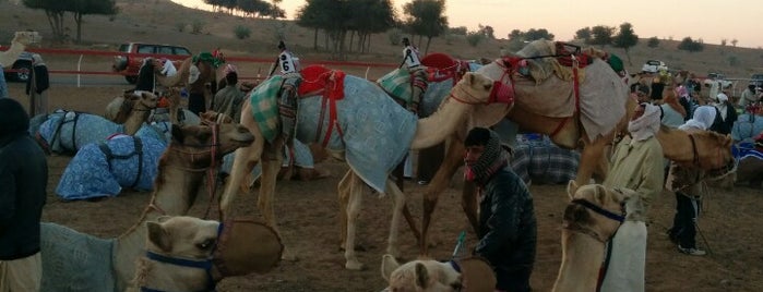 RAK Camel Track is one of Ras Al Khamaih.