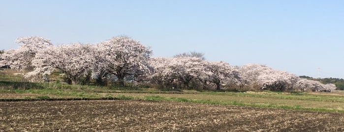 今井の桜 is one of サイクリング.