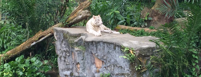 Singapore Zoo is one of Lugares favoritos de Edouard.