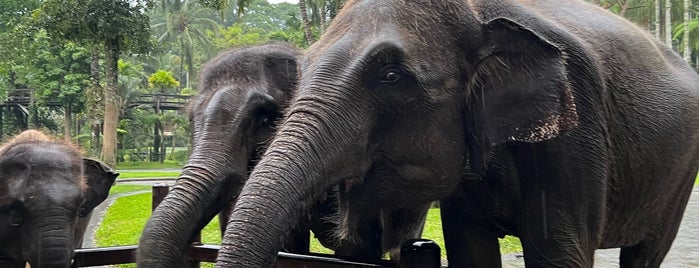 Elephant Safari Park is one of Bali.