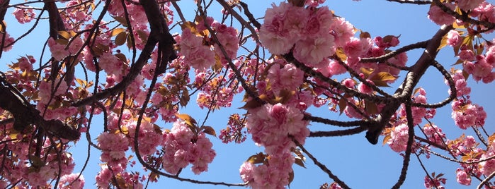 Roosevelt Island Cherry Blossom Festival is one of Annual Events.