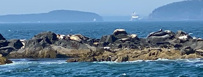 Acadian Nature Cruises is one of Bar Harbor.