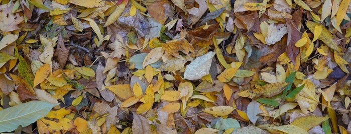 Crothers' Woods is one of Lieux sauvegardés par Daniel.