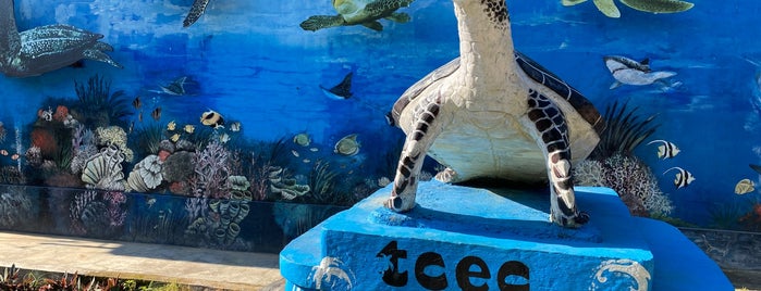 Turtle Conversation and Education Centre is one of Bali.