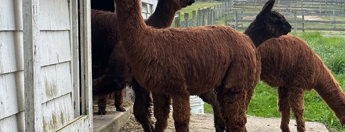 Edelhaus Alpaca Farm is one of Jersey shit to do.