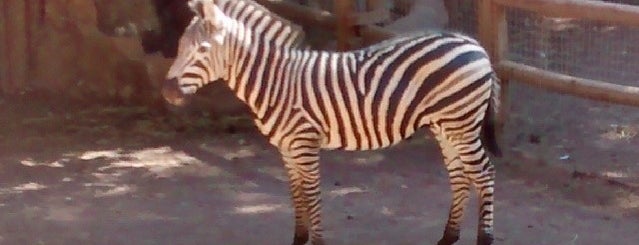 Zoológico Metropolitano is one of Santiago, Chile.