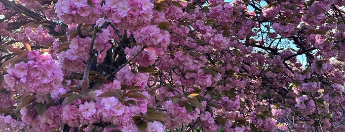 Cerisiers Japonais is one of Locais curtidos por Sylvain.