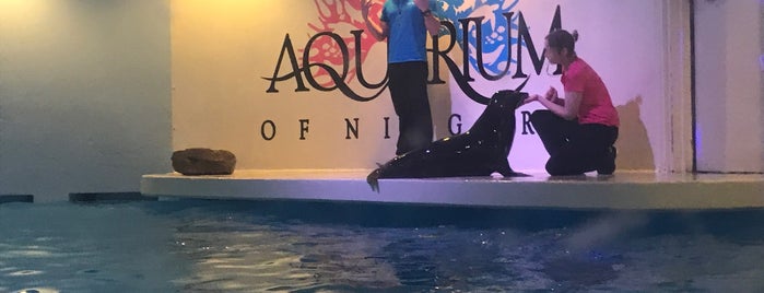 Aquarium of Niagara is one of สถานที่ที่ Jeff ถูกใจ.
