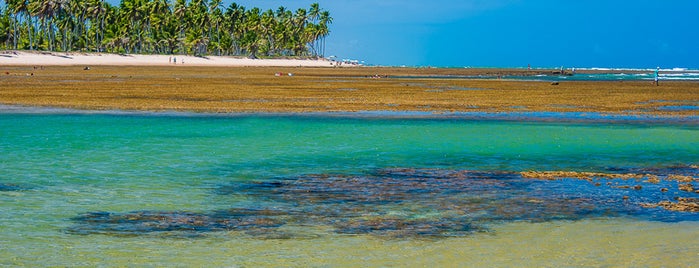 Praia do Forte is one of Tempat yang Disukai Santi.